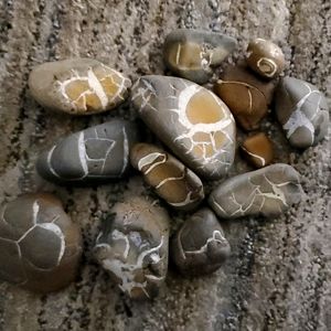 Unpolished Septarian Nodules